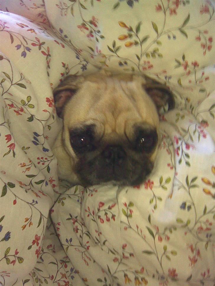 Mops Ingeborg billede 11