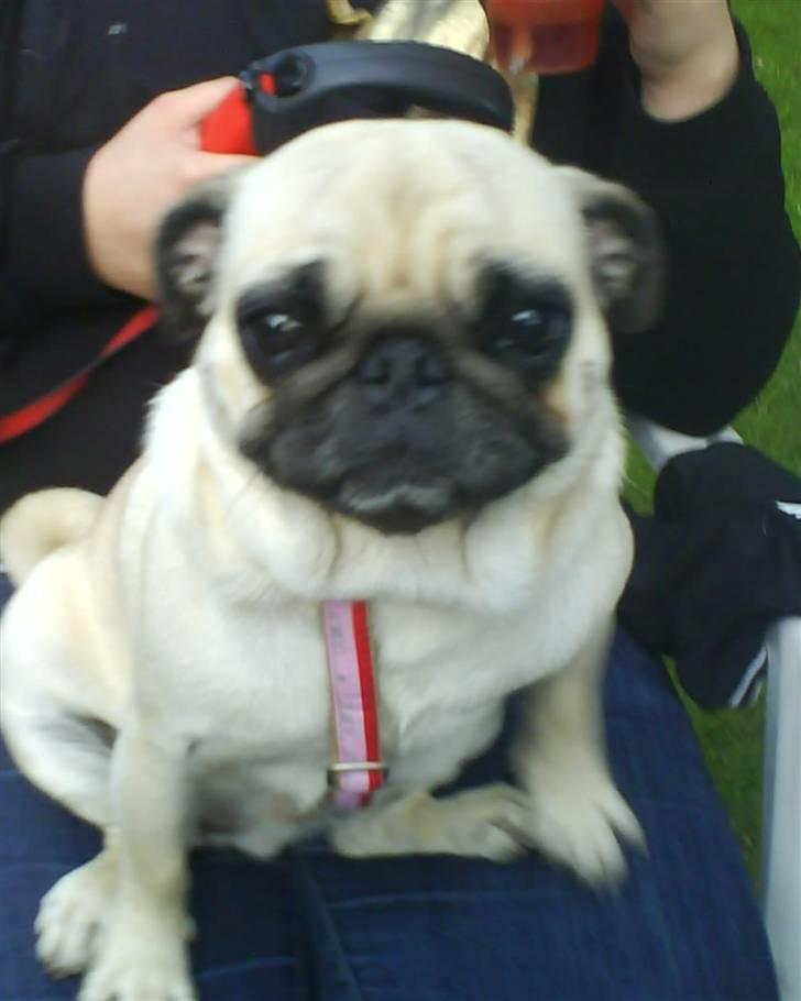 Mops Ingeborg billede 12