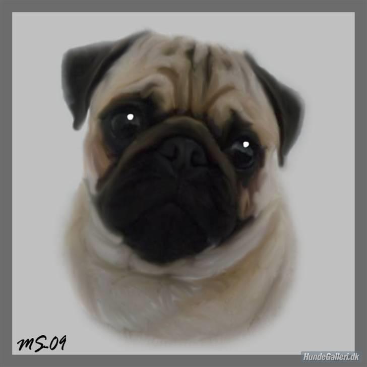 Mops Samson billede 6