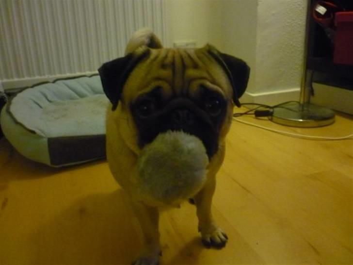 Mops Samson - Vil du ikke nok lege med bolden med mig? billede 7