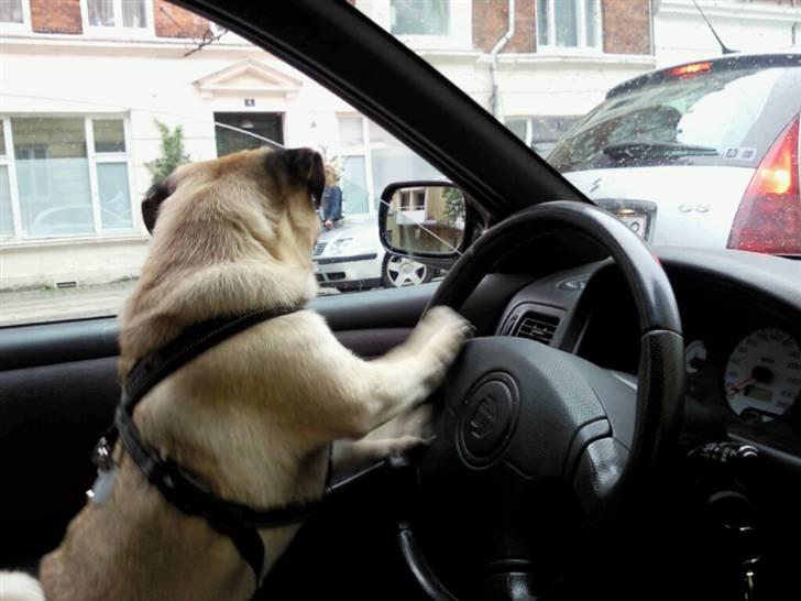 Mops Samson - dyt dyt billede 8