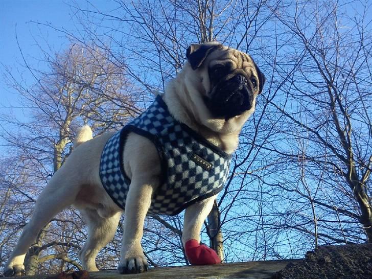 Mops Samson billede 9