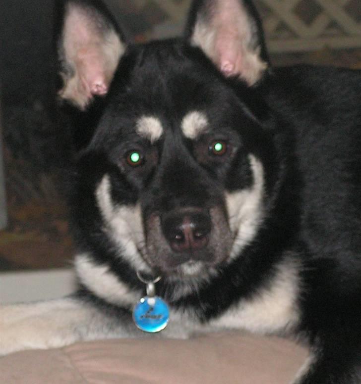 Blanding af racer Rex   * DØD * billede 1