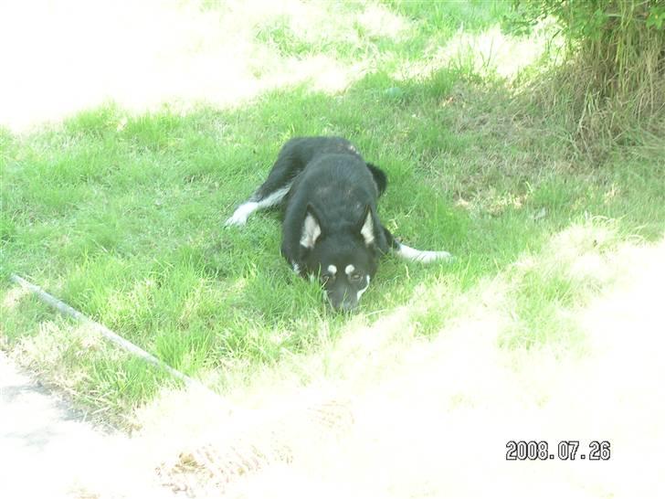 Blanding af racer Rex   * DØD * billede 2