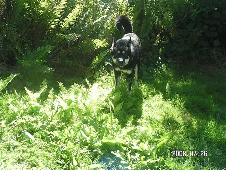 Blanding af racer Rex   * DØD * billede 3