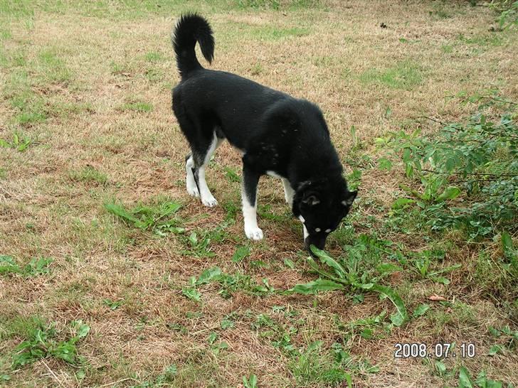 Blanding af racer Rex   * DØD * billede 4