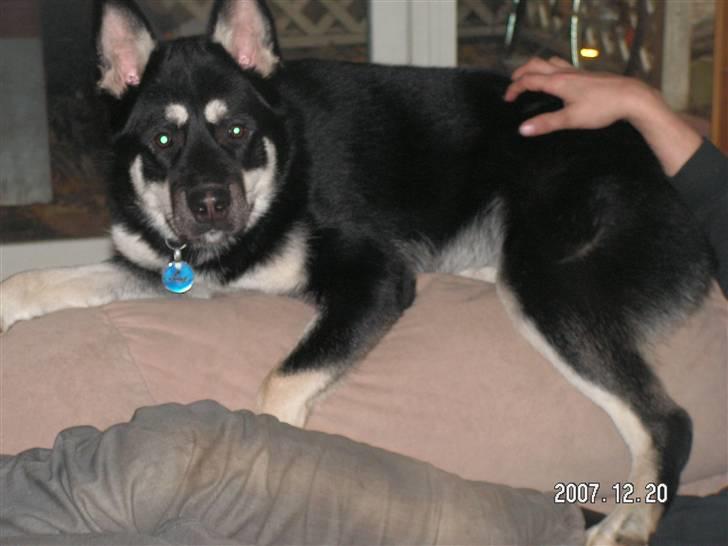 Blanding af racer Rex   * DØD * billede 5