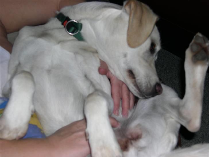 Blanding af racer Ronja billede 1