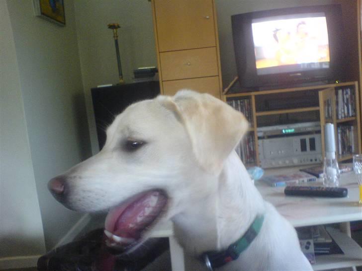 Blanding af racer Ronja billede 2