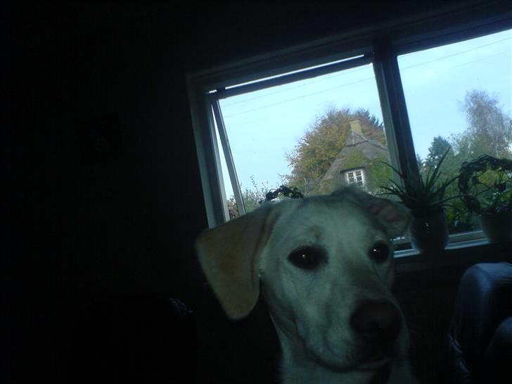 Blanding af racer Ronja billede 3