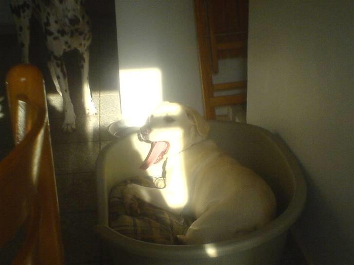 Blanding af racer Ronja billede 4