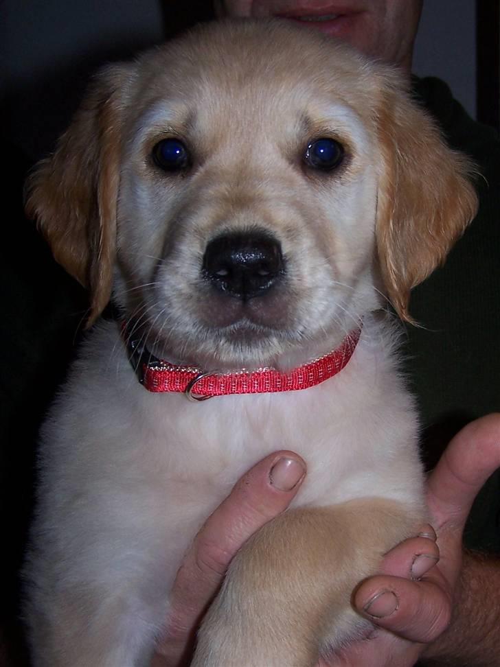 Golden retriever Lady Molly ll - Molly den 19. okt. 2008 billede 8