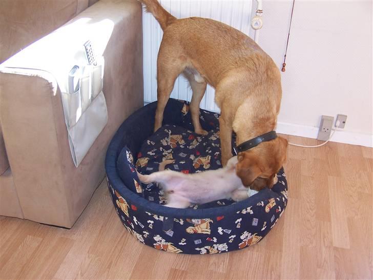 Golden retriever Lady Molly ll - Rollo og Molly leger i stuen.....okt 2008 billede 9