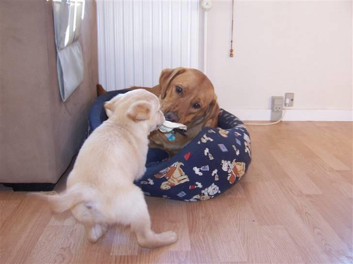 Golden retriever Lady Molly ll - Molly kæmper godt nok imod den store farlige Rollo... okt. 2008 billede 10