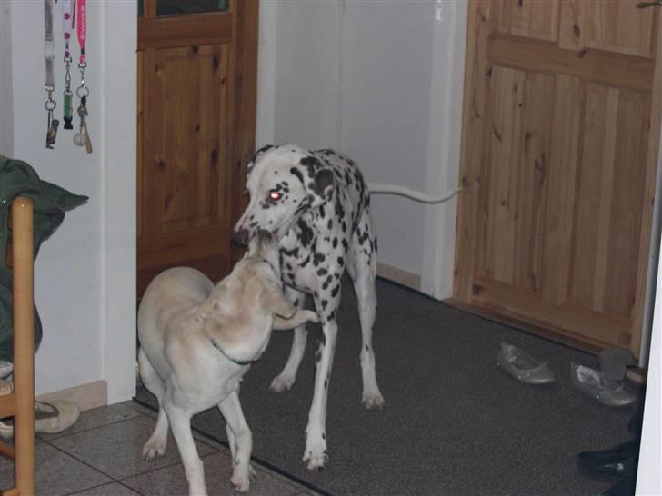 Blanding af racer Ronja billede 5