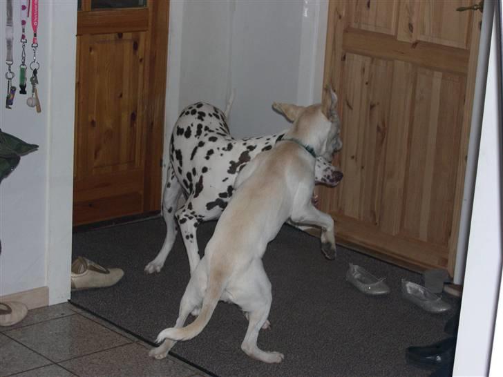 Blanding af racer Ronja billede 6