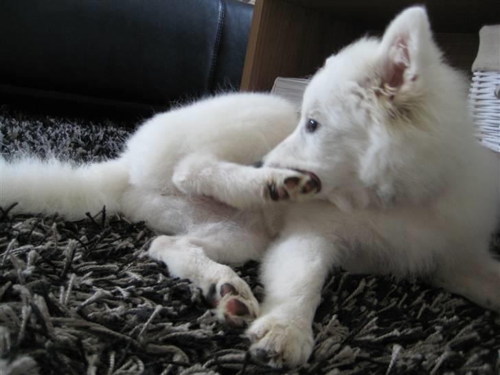 Japansk spids Dut - ja når foden klør, så klør den!!! billede 19