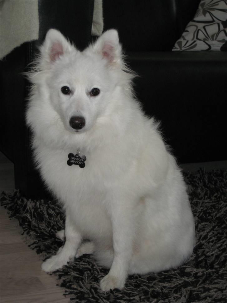 Japansk spids Dut - Se hvor fin jeg er ved at være... billede 20