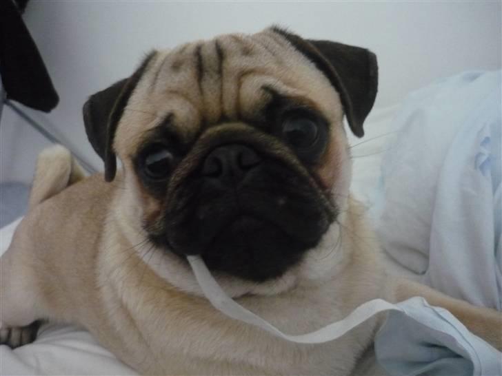 Mops Samson - Mig? Nej jeg tygger ikke på dynens bindebånd... billede 10