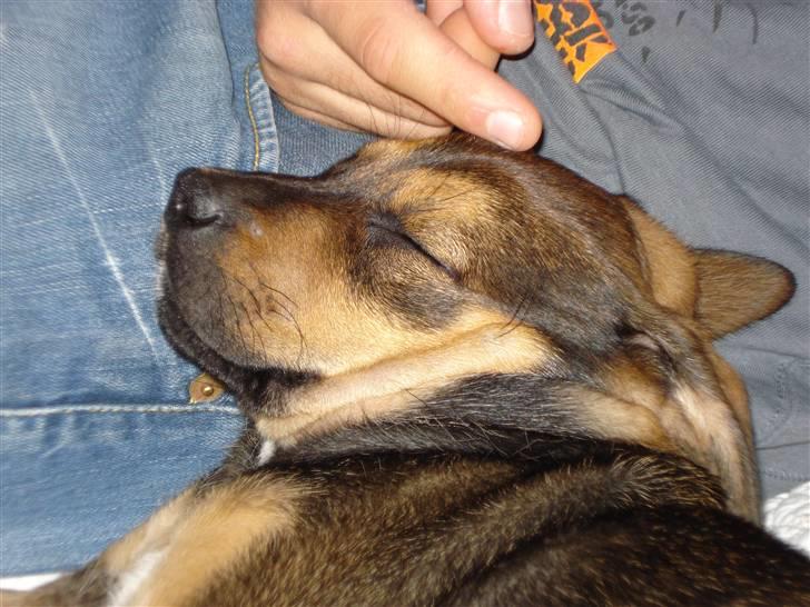 Blanding af racer Luca - sovetryne billede 1