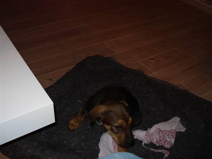 Blanding af racer Luca - Legesyg billede 2