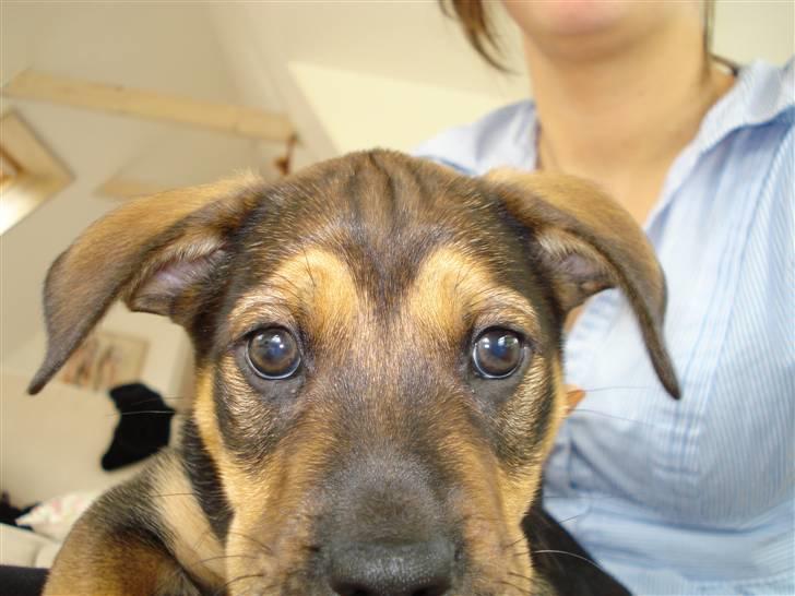 Blanding af racer Luca - HEJ HEJ billede 3