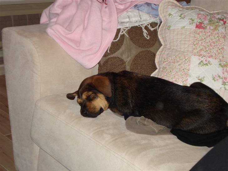 Blanding af racer Luca - Han snorksover... billede 4