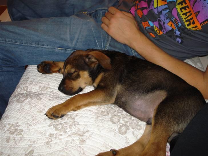 Blanding af racer Luca - Han sover en del.. billede 5