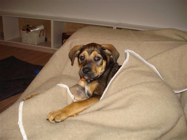 Blanding af racer Luca - Han er for dejlig... billede 6