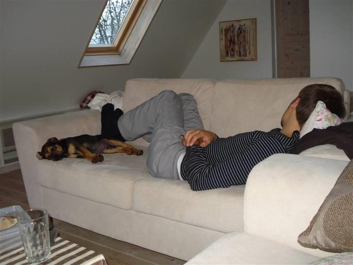 Blanding af racer Luca - Luca og far sover hehe... billede 7