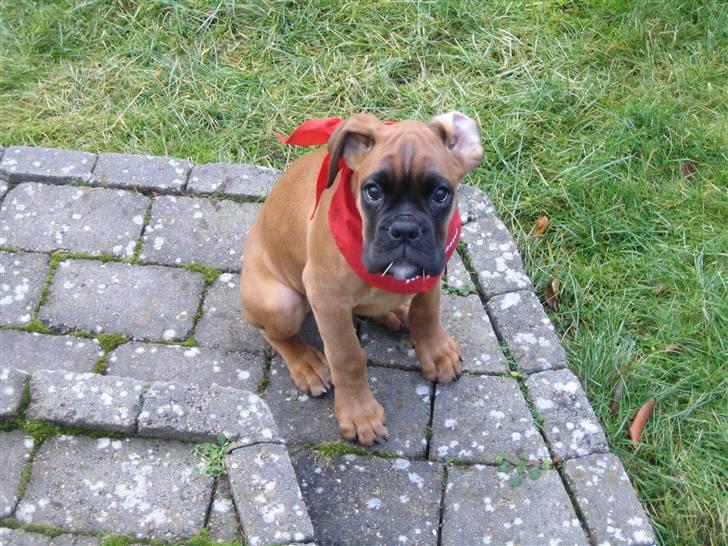 Boxer Titan - En tur i haven billede 13