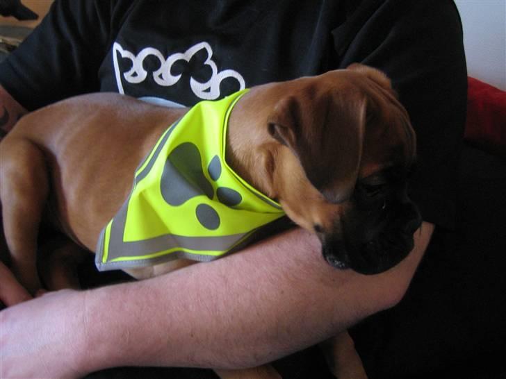 Boxer Titan - Titans nyr tørklæde så han kan ses af bilerne  billede 14