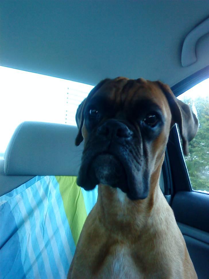 Boxer Titan - er ude i min elskede bil billede 15