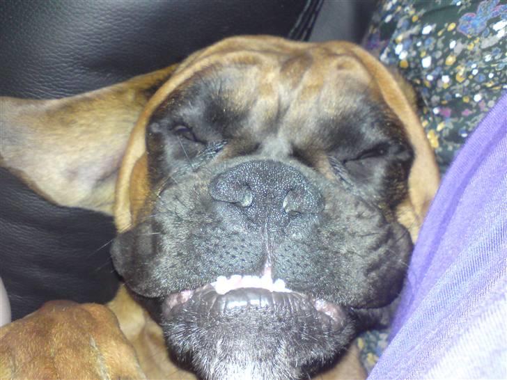 Boxer Titan - se mit dejlige smil :o) billede 16