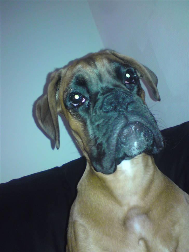 Boxer Titan - hmmm billede 17