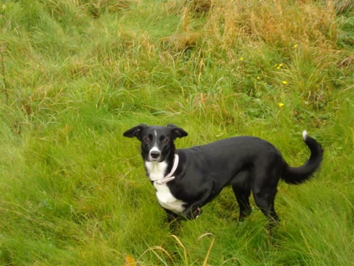 Border collie Trille billede 10