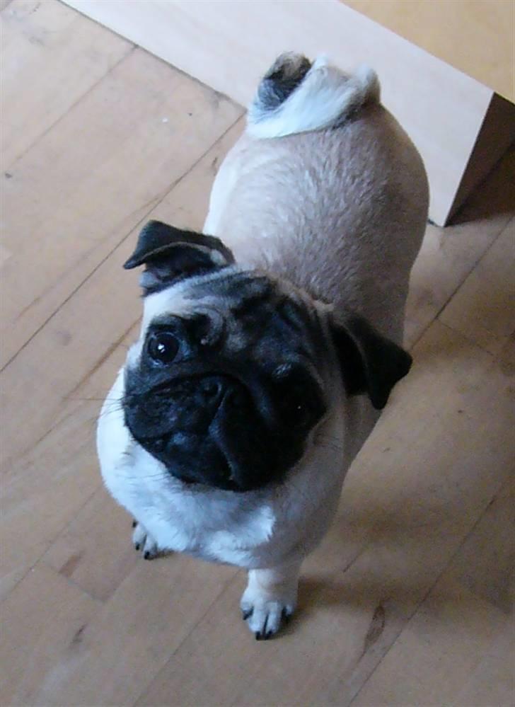 Mops Souvinier's Hilda (Donna) - Donna d. 21. oktober 2008 - nu er vil blevet en stor pige på 4 kg.. ;) billede 12