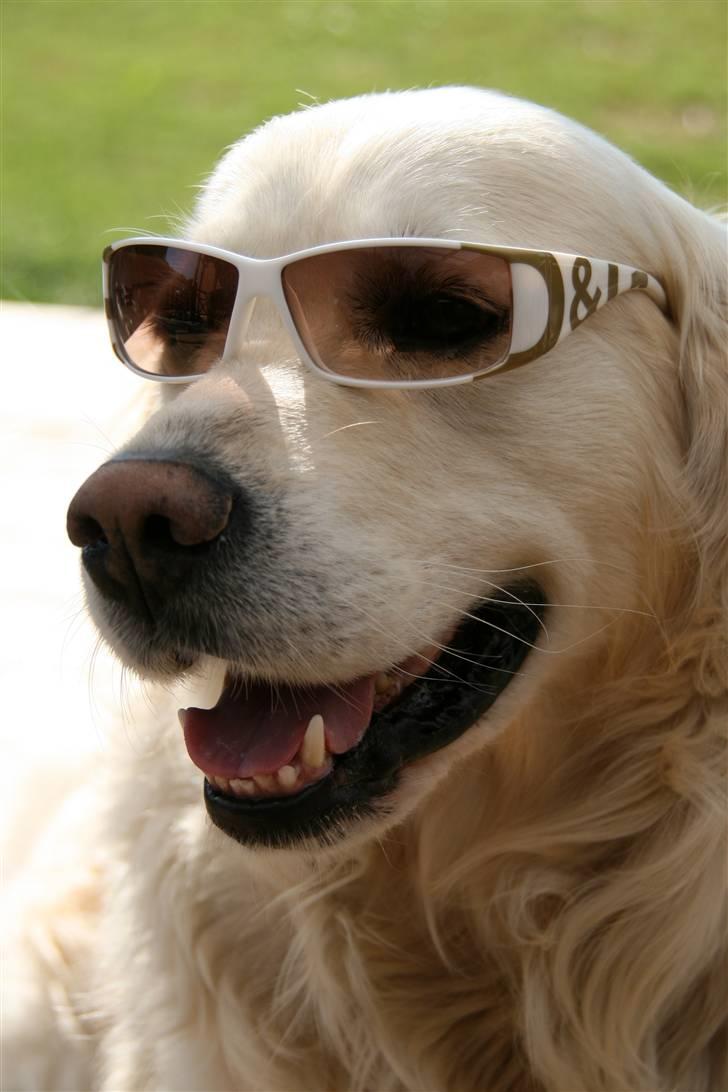 Golden retriever Bailey - Muahahaa.. popdrengen Bailey <3 billede 1