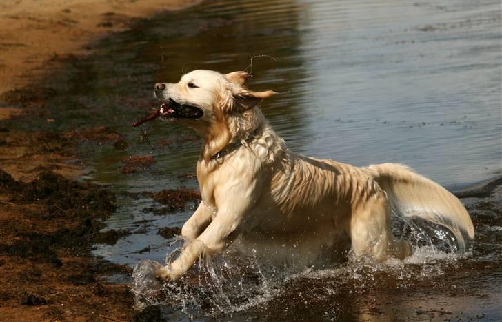 Golden retriever Bailey - Flotte dreng <3 billede 5