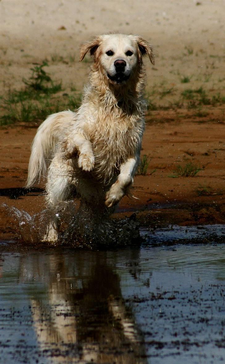 Golden retriever Bailey - Hopsa billede 3