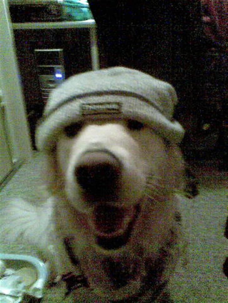 Golden retriever Bailey - Hvor er jeg sej med hue og halstørklæde! :D billede 9