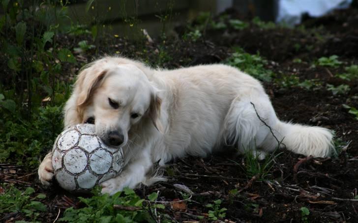 Golden retriever Bailey billede 10