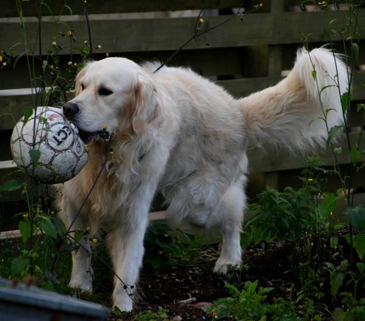 Golden retriever Bailey - Jeg kan multitarske! billede 11