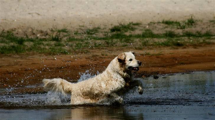 Golden retriever Bailey - Så smuk <3 billede 7