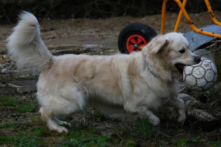 Golden retriever Bailey - Yay jeg fandt den! billede 12