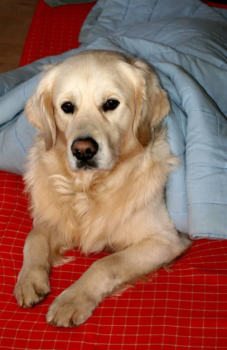 Golden retriever Bailey - Man kan ligeså godt udnytte at der ikke er sengetøj på, ikke? ;-) billede 14