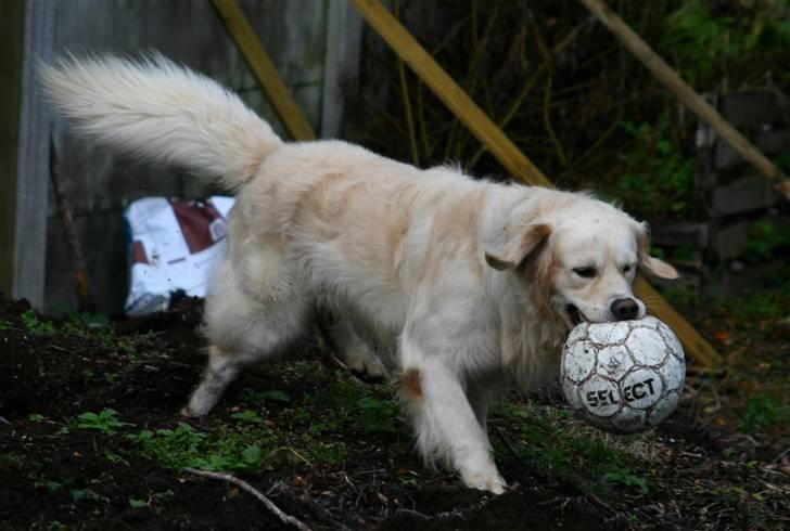 Golden retriever Bailey billede 13