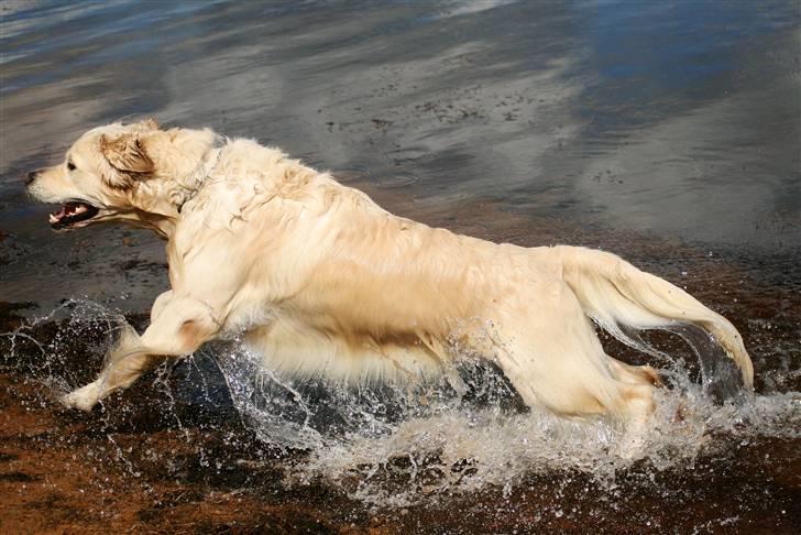 Golden retriever Bailey - Woah! billede 4
