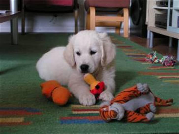 Golden retriever Bailey - Baileymusen som lille :D billede 2