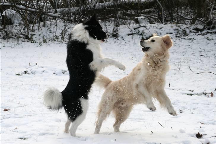 Golden retriever Bailey - Bailey og Dino leger! :D December 2010 billede 18